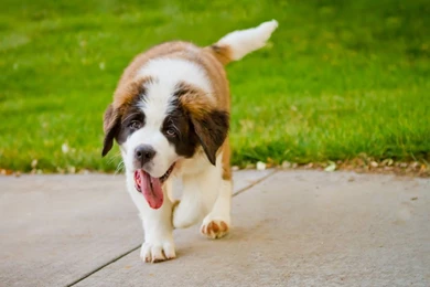Full HD 1080p St Bernard Wallpapers HD, Desktop Backgrounds ...