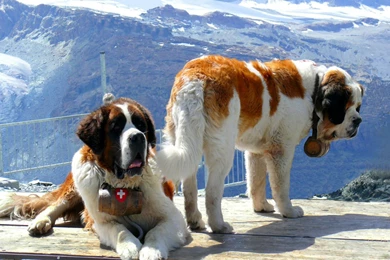 Saint Bernard Free Desktop Wallpapers