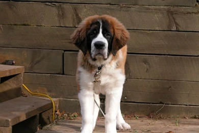 St Bernard   Dogs Wallpapers (13074342)   Fanpop