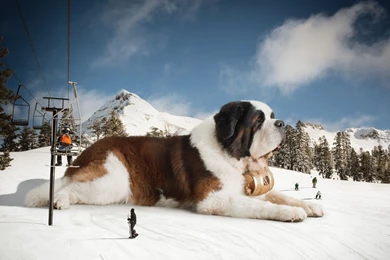 Download Wallpapers 1920x1080 St Bernard, Huge, Snow, Mountains ...