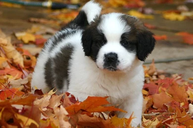 St Bernard Wallpapers   Wallpapers Cave