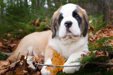 St Bernard Wallpapers   Wallpapers Cave