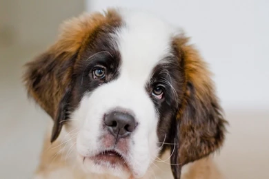 Sad Puppy Saint Bernard Wallpapers And Images   Wallpapers ...