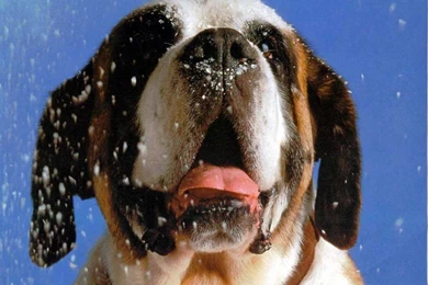 Saint Bernard Dog Wallpapers