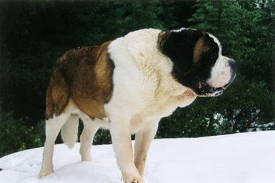 St. Bernard Photos And Wallpapers. The Beautiful St. Bernard Pictures