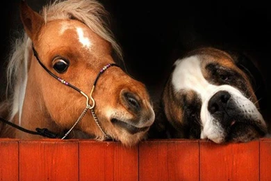 Lil' Dog Whisperer: From Hero To Beethoven~ The Saint Bernard