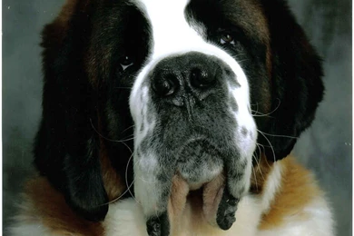 St. Bernard Photos And Wallpapers. The Beautiful St. Bernard Pictures