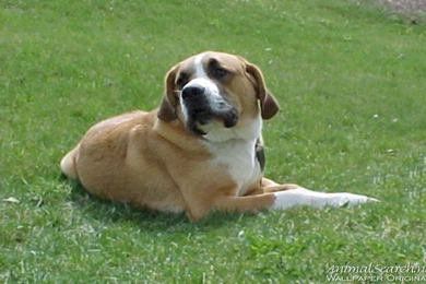 St. Bernard Puppy   Dogs Wallpapers (13985619)   Fanpop