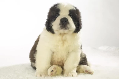 Saint Bernard Puppy (id: 57572) – BUZZERG