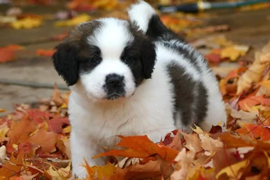 Saint Bernard Dog Wallpapers 16 Backgrounds Wallpapers ...