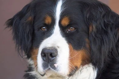 1024x768 Dog Wallpapers HD, Desktop Backgrounds 1024x768 Downloads ...