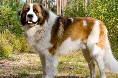 St Bernard Dog   (