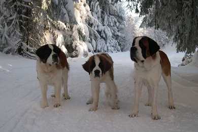 Download Wallpapers 3840x2160 St Bernard, Family, Puppy, Snow, Road ...
