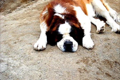 Saint_bernard_sleeping_outdoor_wallpaper.jpg