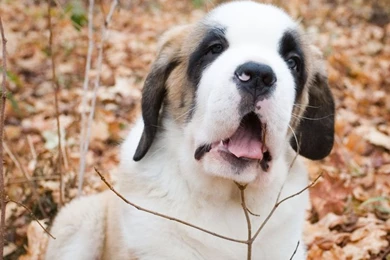 Saint Bernard Pup   Wallpapers