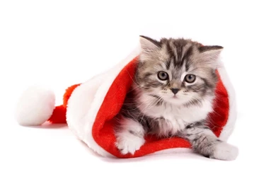 Cats Animals Christmas Kittens Wallpapers   (