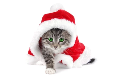 30 Christmas Kitten Wallpapers Pictures