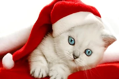 Christmas Kitten Wallpapers Free