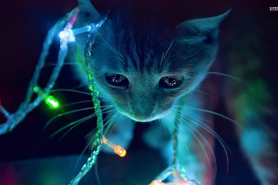 Kitten Playing With The Christmas Lights Wallpapers   Animal ...