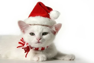 Christmas Animals Wallpapers Desktop   Merry Christmas And New Year!!!!