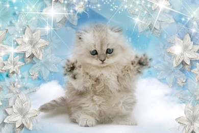 Christmas Kitty Blues Feliz Navidad Firefox Persona Blue Cat ...