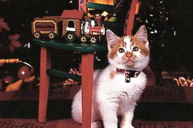 Cats Christmas Kitten Toy Train Toys Tree Chair Kittens Wallpapers ...