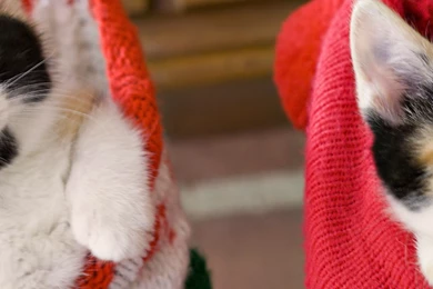 Download Wallpapers 3840x1200 Kittens, Hang, Socks, Holiday ...