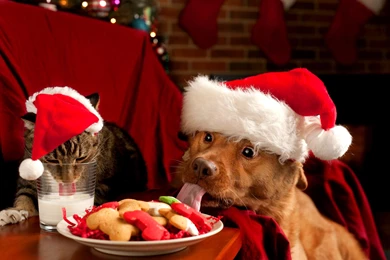 Christmas Puppies and Kittens Wallpaper Dog and Cat Eating At Christmas.jpg