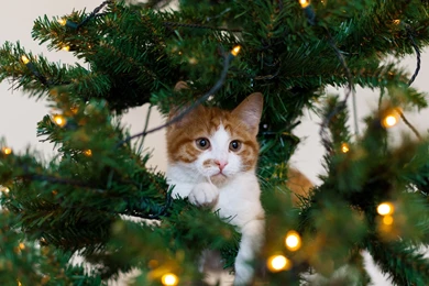 Kitten Cat Red Tree Cat White Christmas Wallpapers