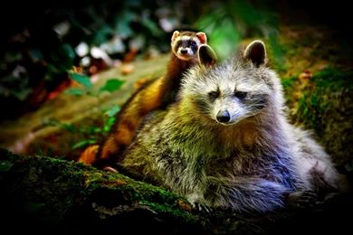 Cute Computer Wallpapers, Desktop Backgrounds