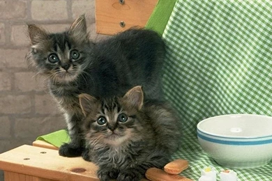 Christmas Kittens Wallpapers Desktop