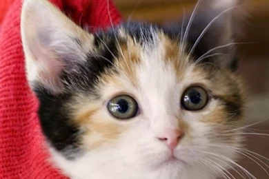 Download Wallpapers 640x960 Kittens, Hang, Socks, Holiday ...