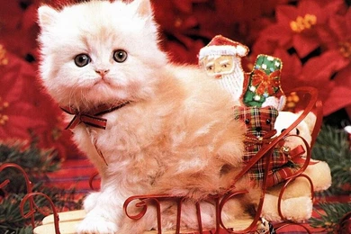 White Christmas Kitten Wallpapers At Wallpaperist