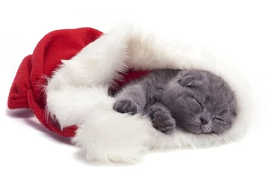 Cats Christmas Kitten Cat Santa Animal Holiday Feline Hat Pet Free ...