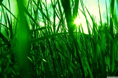 Green Reed HD Desktop Wallpapers : High Definition : Mobile : Dual ...