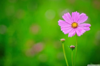 Pink And Green Backgrounds Wallpapers 241572