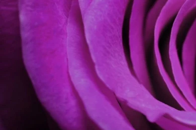 640x1136 Purple Rose Iphone 5 Wallpapers