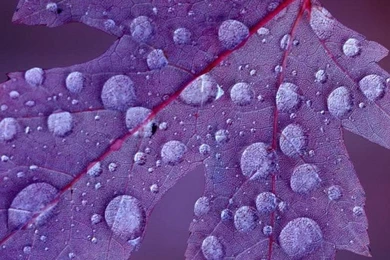 Wallpapers Iphone 5 S Purple Leaf With Drops 640 X 1136   640 X ...