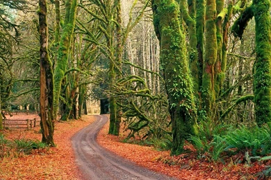 Beautiful Nature Latest Wallpapers