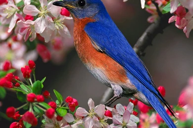 Beautiful Desktop: Beautiful Birds Wallpapers