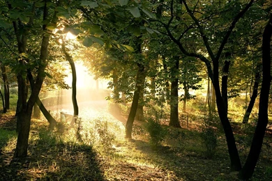 Pretty desktop wallpaper 1920×1080.jpg