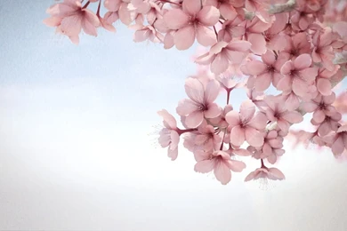 Sakura Backgrounds   Wallpapers Cave
