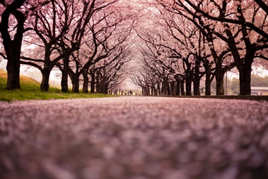 Viewing Images Of Cherry Blossom Season 2016 With Us