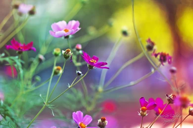 Amazing Flowers Wallpapers