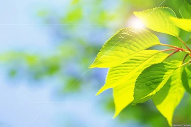 Summer Leaves Wallpapers   Crazy Frankenstein