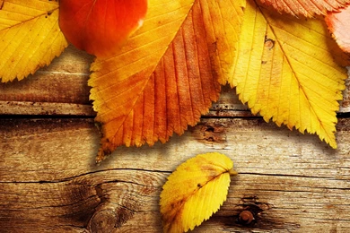 Autumn Leaves Wallpaper 0.jpg