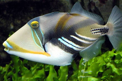 Fish: Manta Devilfish Bing Photography Widescreen Sea Fish Desktop ...