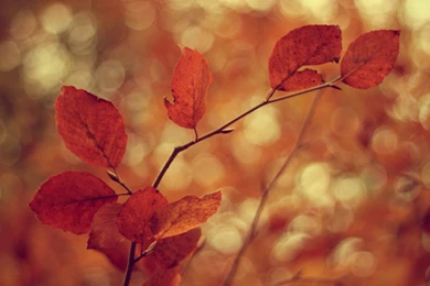 Close up Wallpapers Macro Wallpapers Leaves Leaves Sheets Leaves ...