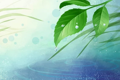 Water Drops On Leaves Wallpapers   Digital Art Wallpapers