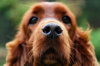 9 Cocker Spaniel HD Wallpapers
